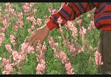 Сцена из фильма Цвет Рая / Rang-e khoda (1999) Цвет Рая сцена 6