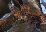 Сцена из фильма Discovery: Сын леопарда / The Leopard Son (1996) 