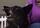 ТВ От бездомной собаки до супер пса / Rescue Dog to Super Dog (2016) - cцена 4