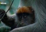 ТВ Королевство обезьян: Брат на брата / Wild Kingdom Of The Apes (2014) - cцена 7
