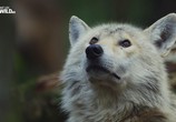 Сцена из фильма Волк против медведя / Wolf vs. Bear (2018) Волк против медведя сцена 2