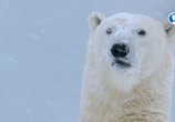 ТВ Звери в снегу / Snow Animals (2019) - cцена 9