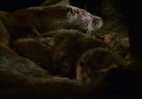 Сцена из фильма Выдра по имени Тарка / Tarka the Otter (1978) Выдра по имени Тарка сцена 9
