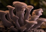 Сцена из фильма Фантастические Грибы / Fantastic Fungi (2019) Фантастические Грибы сцена 1