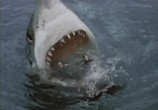 Сцена из фильма Акулы 3: Мегалодон / Shark Attack 3: Megalodon (2002) 