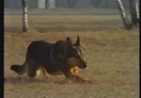 ТВ Сторож с холодным носом: Немецкая овчарка / Wachter mit der kalten Schnauze: Der deutsche Schaferhund (1991) - cцена 5