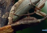 ТВ Насекомое с другой планеты. Богомол / Insect from another planet. Mantis (2012) - cцена 5