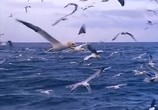 Сцена из фильма BBC: Наедине с природой: Олуши - штормовые птицы / BBC: GANNETS The Storm Birds (2004) BBC: Наедине с природой: Олуши - штормовые птицы сцена 8