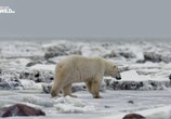 Сцена из фильма Нашествие полярных медведей / Polar bear invasion (2016) Нашествие полярных медведей сцена 6