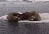 Сцена из фильма Гиганты Арктики / Battle of the Arctic Giants (2004) Гиганты Арктики сцена 1