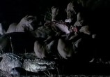 ТВ BBC: Наедине с природой: Ночь Леопарда / Night of the Leopard (2004) - cцена 6