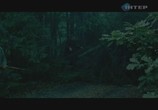 Сцена из фильма Лето волков (2011) Капли крови на цветущем вереске сцена 16