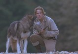 Сцена из фильма Белый клык 2: Легенда о белом волке / White Fang 2: Myth of the White Wolf (1994) Белый клык 2: Легенда о белом волке сцена 1