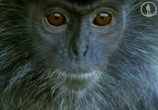 Сцена из фильма Всё о мире обезьян / Monkeys Revealed (2014) Всё о мире обезьян сцена 1