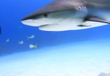 Сцена из фильма Акулы / Sharkwater (2006) Акулы сцена 2