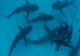 Сцена из фильма BBC: Акулы / BBC: Sharks (2002) BBC: Акулы сцена 14