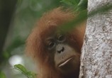 ТВ Discovery: Дикая Азия: В царстве рыжей обезьяны / Wild Asia: In the Realm Of The Red Ape (2001) - cцена 4