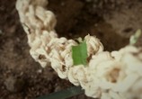 ТВ BBC: Планета муравьёв - Взгляд изнутри / Planet Ant: Life Inside the Colony (2012) - cцена 1