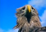 ТВ BBC: Наедине с природой: Империя Орлана / The Eagle Empire (2004) - cцена 9