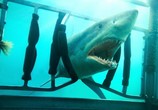 Фильм Челюсти 3D / Shark Night 3D (2011) - cцена 2