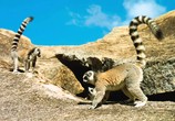 Сцена из фильма Остров лемуров: Мадагаскар / Island of Lemurs: Madagascar (2014) 