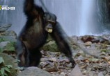 Сцена из фильма Королевство обезьян: Брат на брата / Wild Kingdom Of The Apes (2014) Королевство обезьян: Брат на брата сцена 1