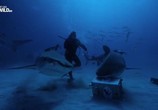 Сцена из фильма Ужас тигровой акулы / Tiger shark terror (2017) Ужас тигровой акулы сцена 4