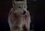 Сцена из фильма Волки / Wolves (1999) Волки сцена 7