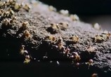 ТВ BBC: Наедине с природой: В осаде-война термитов / The besieged War of the Termites (2004) - cцена 1