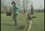 ТВ Дрессировка немецкой овчарки (2009) - cцена 3