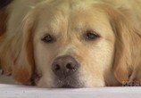 ТВ PBS Nаture. Собаки, которые изменили мир / PBS Nаture. Dogs That Changed The World (2007) - cцена 2