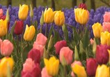 ТВ Цветы Голландии / Flowers of Holland (2008) - cцена 1