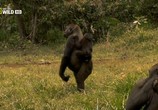Сцена из фильма National Geographic: Моя жизнь с гориллами / My Gorilla Life (2012) National Geographic: Моя жизнь с гориллами сцена 10