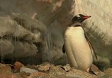 Сцена из фильма HDScape: Антарктика - Дикая жизнь на льду / Antarctica Dreaming - Wild Life On Ice (2006) 