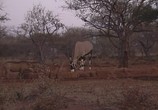 Сцена из фильма Охота / Hunters Video (2004) 