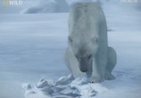 Сцена из фильма National Geographic : Суперхищники: Полярный медведь / I,Predator : Polar Bear (2010) 