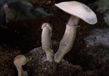 Сцена из фильма Фантастические Грибы / Fantastic Fungi (2019) Фантастические Грибы сцена 3