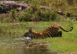 Сцена из фильма BBC: Живой мир (Мир природы): Тигр - убийца / Natural World: Tiger Kill (2007) 