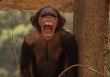 Сцена из фильма Вторая книга джунглей: Маугли и Балу / The Second Jungle Book: Mowgli & Baloo (1997) Вторая книга джунглей: Маугли и Балу сцена 6