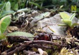 ТВ Муравьиная гора с Дэвидом Аттенборо / David Attenborough's Ant Mountain (2017) - cцена 9