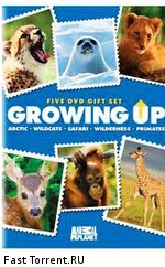 Animal Planet: Как вырастить гепардов