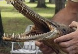 ТВ National Geographic : Рыбы-чудовища . Аллигаторова щука / Monster fish. Alligator gar (2010) - cцена 2