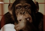 Сцена из фильма Американские шимпанзе: Шимпанзе в неволе / American chimpanzee: Chimps in captivity (2017) Американские шимпанзе: Шимпанзе в неволе сцена 2