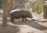 ТВ BBC: Звери в миниатюре / Super Small Animalsп (2017) - cцена 5