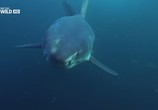 Сцена из фильма National Geographic: Шестижаберная акула. Погружение в бездну / National Geographic: Sixgill Shark. Into The Abyss (2010) 
