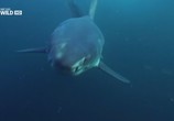 ТВ National Geographic: Шестижаберная акула. Погружение в бездну / National Geographic: Sixgill Shark. Into The Abyss (2010) - cцена 1