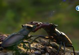 ТВ Мир насекомых / Insect World (2017) - cцена 1