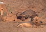 Сцена из фильма Война за территорию: львы и бегемоты / Turf War. Lions And Hippos (2013) Война за территорию: львы и бегемоты сцена 4
