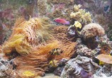 ТВ Bluscenes: Аквариум с Коралловым Рифом / Coral Reef Aquarium (2009) - cцена 2