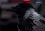 ТВ Страна птиц (2011) - cцена 2